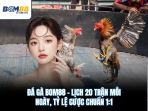 Đá Gà BOM88 – Lịch 20 Trận Mỗi Ngày, Tỷ Lệ Cược Chuẩn 1:1